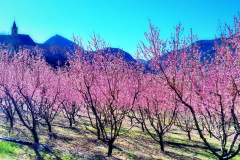 20190324_Printemps_a_Remollon_04_redimensionner