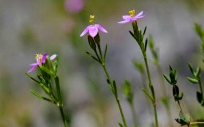 Une Gentiane extrêmement rare à Remollon