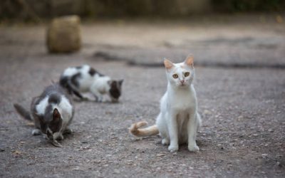 Lutte contre les incivilités (prolifération des chats, chiens errants, déjections animales et maltraitance animale….)