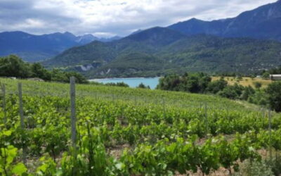 Des balades guidées chaque lundi pour découvrir le vignoble Haut-Alpin