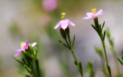 La petite-centaurée de Favarger, une plante unique à sauver de l’extinction