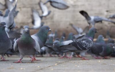 Agissons ensemble pour éradiquer la sédentarisation des pigeons au cœur du village !