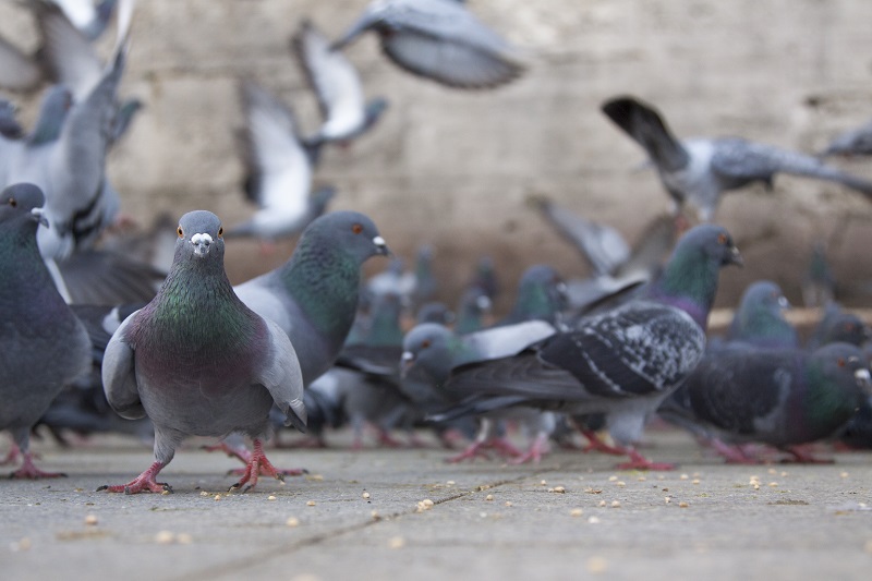 Agissons ensemble pour éradiquer la sédentarisation des pigeons au cœur du village !