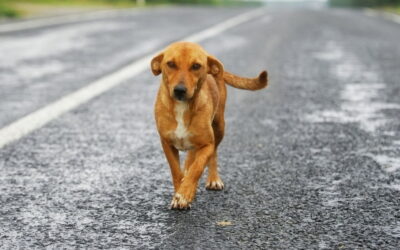 Lutte contre la divagation des chiens errants
